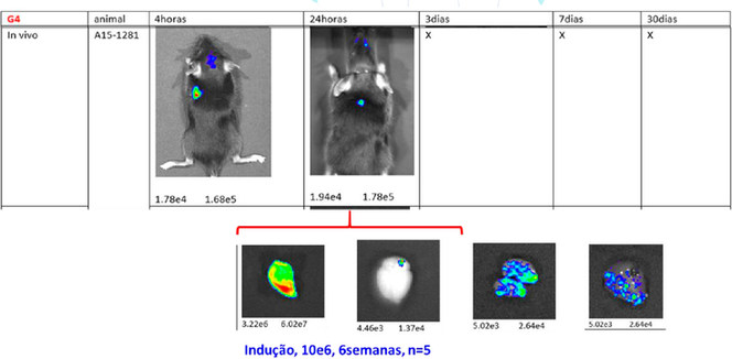Bioimaging study - Albert Einstein